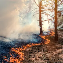 Acompanhe as Queimadas emm Tempor Real